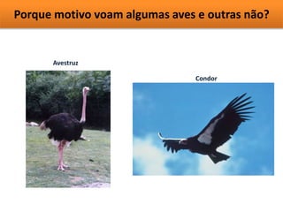 Porque motivo voam algumas aves e outras não? 
Avestruz 
Condor 
 