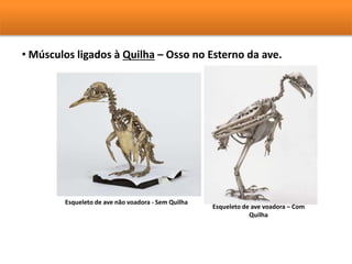 • Músculos ligados à Quilha – Osso no Esterno da ave. 
Esqueleto de ave não voadora - Sem Quilha 
Esqueleto de ave voadora – Com 
Quilha 
 