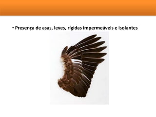 • Presença de asas, leves, rígidas impermeáveis e isolantes 
 