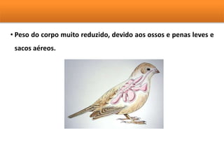 • Peso do corpo muito reduzido, devido aos ossos e penas leves e 
sacos aéreos. 
 