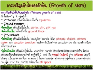 การเจริญเติบโตของลาต้น (Growth of stem)
การเจริญเติบโตขั้นต้นของลาต้น (Primary growth of stem)
มีเนื้อเยื่อเจริญ 3 กลุ่มดังนี้
• Protoderm เป็นเนื้อเยื่อถาวรในชั้น Epidermis
• Ground meristem
พืชใบเลี้ยงคู่ เป็นเนื้อเยื่อในชั้น cortex, pith, pith ray
พืชใบเลี้ยงเดี่ยว เป็นเนื้อเยื่อ ground tissue
• Procambium
พืชใบเลี้ยงคู่ เป็นเนื้อเยื่อในชั้น vascular bundle ได้แก่ primary phloem, primary
xylem และ vascular cambium โดยมีการจัดเรียงตัวของ vascular bundle อย่างมีระเบียบ
เป็นวงรอบลาต้น
พืชใบเลี้ยงเดี่ยว เป็นเนื้อเยื่อในชั้น vascular bundle เรียงตัวกระจัดกระจายรอบลาต้น โดยจะ
เห็นเซลล์ค่อนข้างกลมขนาดใหญ่ ปกติจะมี 2 เซลล์ คือ vessel (xylem) ส่วน phloem เซลล์มี
ลักษณะเป็นรูปหลายเหลี่ยม ขนาดเล็กกว่าไซเลม รวมอยู่ทางด้านบนของกลุ่มไซเลม และทางด้านล่าง
ของกลุ่ม vascular bundle มีส่วนเป็น air space
By Thanyamon Chaturavitkul
 