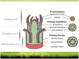 By Thanyamon Chaturavitkul
 