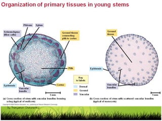 By Thanyamon Chaturavitkul
 