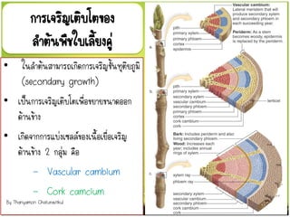 การเจริญเติบโตของ
ลาต้นพืชใบเลี้ยงคู่
• ในลาต้นสามารถเกิดการเจริญขั้นทุติยภูมิ
(secondary growth)
• เป็นการเจริญเติบโตเพื่อขยายขนาดออก
ด้านข้าง
• เกิดจากการแบ่งเซลล์ของเนื้อเยื่อเจริญ
ด้านข้าง 2 กลุ่ม คือ
- Vascular cambium
- Cork camcium
By Thanyamon Chaturavitkul
 