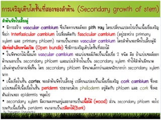 การเจริญเติบโตขั้นที่สองของลาต้น (Secondary growth of stem)
ลาต้นพืชใบเลี้ยงคู่
• มีการสร้าง vascular cambium ซึ่งเกิดจากเซลล์ของ pith ray โดยเปลี่ยนแปลงไปเป็นเนื้อเยื่อเจริญ
ชื่อว่า interfasicular cambium ไปเชื่อมติดกับ fascicular cambium (อยู่ระหว่าง primary
xylem และ primary phloem) กลายเป็นวงของ vascular cambium โดยลาต้นของพืชใบเลี้ยงคู่มี
มัดท่อลาเลียงชนิดเปิด (Open bundle) ซึ่งมีการเจริญเติบโตขั้นที่สองได้
• ในพืชพวกไม้เนื้อแข็ง vascular cambium จะแบ่งเซลล์เกิดเป็นเนื้อเยื่อ 2 ชนิด คือ ถ้าแบ่งเซลล์ออก
ด้านนอกเป็น secondary phloem และแบ่งเข้าข้างในเป็น secondary xylem ทาให้ลาต้นมีขนาด
เส้นผ่าศูนย์กลางเพิ่มขึ้น โดย secondary phloem มีขนาดเล็กกว่าและผนังบางกว่า secondary xylem
มาก
• เนื้อเยื่อในชั้น cortex ของลาต้นพืชใบเลี้ยงคู่ เปลี่ยนแปลงเป็นเนื้อเยื่อเจริญ cork cambium ซึ่งจะ
แบ่งเซลล์ให้เนื้อเยื่อในชั้น periderm ประกอบด้วย phelloderm อยู่ติดกับ phloem และ cork ซึ่งจะ
ดันส่วนของ epidermis หลุดไป
• secondary xylem มีความคงทนอยู่และกลายเป็นเนื้อไม้ (wood) ส่วน secondary phloem จะไป
รวมกับเนื้อเยื่อชั้น periderm จนกลายเป็นเปลือกไม้(Bark)
By Thanyamon Chaturavitkul
 