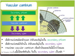 Vascular cambium
Vascular cambium
Secondary phloem
Secondary xylem
• เมื่อมีการแบ่งเซลล์ออกด้านนอก ลาต้นจะเจริญไปเป็น secondary phloem
• เมื่อมีการแบ่งเซลล์เข้าด้านใน ลาต้นจะเจริญไปเป็น secondary xylem
• การแบ่งของ vascular cambium เพื่อสร้างไซเลมจะเกิดได้เร็วกว่าโฟลเอม
* เนื้อไม้ของพืชยืนต้น จึงเป็น secondary xylem เป็นหลัก *
By Thanyamon Chaturavitkul
 