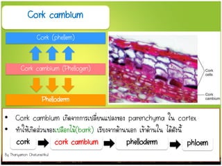 Cork cambium
Cork cambium (Phellogen)
Cork (phellem)
Phelloderm
• Cork cambium เกิดจากการเปลี่ยนแปลงของ parenchyma ใน cortex
• ทาให้เกิดส่วนของเปลือกไม้(bark) เรียงจากด้านนอก เข้าด้านใน ได้ดังนี้
cork cork cambium phelloderm phloem
By Thanyamon Chaturavitkul
 