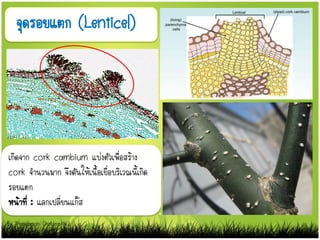 จุดรอยแตก (Lenticel)
เกิดจาก cork cambium แบ่งตัวเพื่อสร้าง
cork จานวนมาก จึงดันให้เนื้อเยื่อบริเวณนี้เกิด
รอยแตก
หน้าที่ : แลกเปลี่ยนแก๊ส
By Thanyamon Chaturavitkul
 