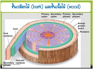 ชั้นเปลือกไม้ (bark) และชั้นเนื้อไม้ (wood)
By Thanyamon Chaturavitkul
 
