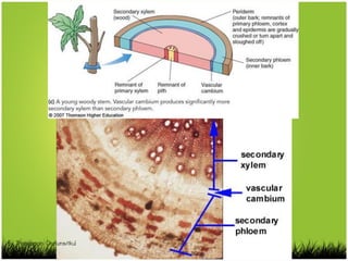 By Thanyamon Chaturavitkul
 
