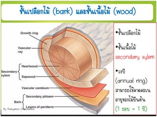 ชั้นเปลือกไม้ (bark) และชั้นเนื้อไม้ (wood)
•ชั้นเปลือกไม้
•ชั้นเนื้อไม้
secondary xylem
•วงปี
(annual ring)
สามารถใช้คาดคะเน
อายุของไม้ยืนต้น
(1 รอบ = 1 ปี)
By Thanyamon Chaturavitkul
 