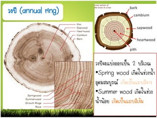วงปี (annual ring)
วงปีจะแบ่งออกเป็น 2 บริเวณ
•Spring wood เกิดในช่วงน้า
อุดมสมบูรณ์ เกิดเป็นแถบสีจาง
•Summer wood เกิดในช่วง
น้าน้อย เกิดเป็นแถบสีเข้ม
By Thanyamon Chaturavitkul
 