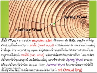 เนื้อไม้ (Wood) ประกอบด้วย secondary xylem ที่มีสารพวก กัม ลิกนิน แทนนิน เข้าไปอุด
ตันบริเวณนี้จึงแข็งมากเรียกว่า แก่นไม้ (heart wood) ซึ่งมีสีเข้มกว่าและมีความหนาค่อนข้างคงที่อยู่
ด้านในสุด ส่วน secondary xylem ที่อยู่ถัดออกมาด้านนอกเป็นส่วนที่ยังสามารถลาเลียงน้าและ
ธาตุอาหารได้เรียกว่า กระพี้ไม้ (sap wood) จะมีแถบสีเข้มสลับกับแถบสีจางเป็นวง โดยแถบสีจาง
เกิดในช่วงที่มีน้าอุดมสมบูรณ์ เซลล์จะมีขนาดใหญ่ แถบกว้าง เรียกว่า Spring Wood ส่วนแถบ
สีเข้มจะเกิดในช่วงที่มีน้าน้อย แถบแคบ เรียกว่า Summer Wood ซึ่งวงเหล่านี้สามารถนาไปใช้
นับอายุพืชได้ โดยแถบสีเข้มรวมแถบสีจางที่ติดกันเรียกว่า วงปี (Annual Ring)
By Thanyamon Chaturavitkul
 