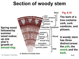 By Thanyamon Chaturavitkul
 