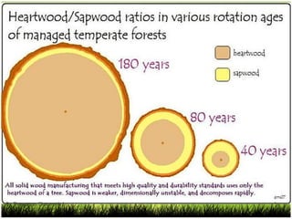 By Thanyamon Chaturavitkul
 