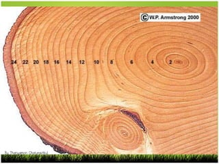 By Thanyamon Chaturavitkul
 