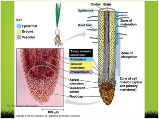 By Thanyamon Chaturavitkul
 