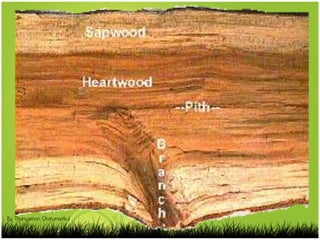 By Thanyamon Chaturavitkul
 