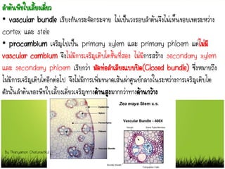 ลาต้นพืชใบเลี้ยงเดี่ยว
• vascular bundle เรียงกันกระจัดกระจาย ไม่เป็นวงรอบลาต้นจึงไม่เห็นขอบเขตระหว่าง
cortex และ stele
• procambium เจริญไปเป็น primary xylem และ primary phloem แต่ไม่มี
vascular cambium จึงไม่มีการเจริญเติบโตขั้นที่สอง ไม่มีการสร้าง secondary xylem
และ secondary phloem เรียกว่า มัดท่อลาเลียงแบบปิด(Closed bundle) ซึ่งหมายถึง
ไม่มีการเจริญเติบโตอีกต่อไป จึงไม่มีการเพิ่มขนาดเส้นผ่าศูนย์กลางในระหว่างการเจริญเติบโต
ดังนั้นลาต้นของพืชใบเลี้ยงเดี่ยวเจริญทางด้านสูงมากกว่าทางด้านกว้าง
By Thanyamon Chaturavitkul
 