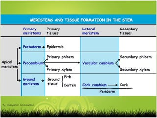 By Thanyamon Chaturavitkul
 