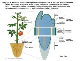 By Thanyamon Chaturavitkul
 