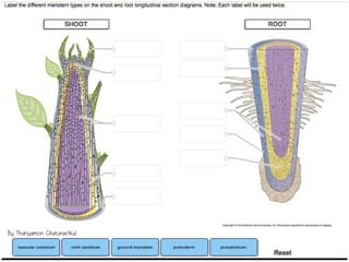 By Thanyamon Chaturavitkul
 