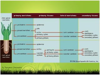 By Thanyamon Chaturavitkul
 