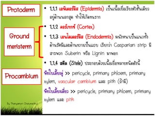 • 1.1.1 เอพิเดอร์มิส (Epidermis) เป็นเนื้อเยื่อเรียงตัวชั้นเดียว
อยู่ด้านนอกสุด ทาให้เกิดขนราก
• 1.1.2 คอร์เทกซ์ (Cortex)
• 1.1.3 เอนโดเดอร์มิส (Endodermis) ผนังหนาเป็นแนวทั้ง
ด้านรัศมีและด้านขวางเป็นแถบ เรียกว่า Casparian strip มี
สารพวก Suberin หรือ Lignin มาพอก
• 1.1.4 สตีล (Stele) ประกอบด้วยเนื้อเยื่อหลายชนิดดังนี้
พืชใบเลี้ยงคู่ >> pericycle, primary phloem, primary
xylem, vascular cambium และ pith (ถ้ามี)
พืชใบเลี้ยงเดี่ยว >> pericycle, primary phloem, primary
xylem และ pith
Protoderm
Ground
meristerm
Procambium
By Thanyamon Chaturavitkul
 