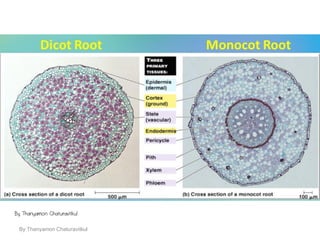 By Thanyamon Chaturavitkul
By Thanyamon Chaturavitkul
 