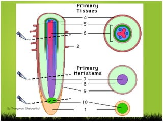 2
1
By Thanyamon Chaturavitkul
 