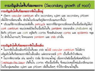 การเจริญเติบโตขั้นที่สองของราก (Secondary growth of root)
การเจริญเติบโตขั้นที่สองของรากพืชใบเลี้ยงคู่
• เกิดจาก vascular cambium สร้าง secondary xylem และ secondary phloem
เพื่อให้รากเพิ่มขนาดขึ้น มักเกิดในบริเวณที่อยู่ถัดจากบริเวณขนรากขึ้นไป
• บริเวณที่มีการเปลี่ยนแปลงคือชั้น pericycle ของรากที่มีอายุมากเปลี่ยนมาเป็นเนื้อเยื่อเจริญได้แก่
cork cambium จะแบ่งเซลล์เกิดเป็นเนื้อเยื่อในชั้น periderm ประกอบด้วย phelloderm อยู่
ติดกับ phloem และ cork อยู่ติดกับ cortex ซึ่งจะดันส่วนของ cortex และ epidermis หลุด
ไป ดังนั้นในรากแก่ๆ จึงพบเฉพาะ periderm และ stele เท่านั้น
การเจริญเติบโตขั้นที่สองของรากพืชใบเลี้ยงเดี่ยว
• ในรากพืชใบเลี้ยงเดี่ยวทั่วไปในชั้นของ stele จะไม่มี vascular cambium จึงไม่มีการ
เจริญเติบโตขั้นที่สองของรากพืชใบเลี้ยงเดี่ยว แต่ตรงกลางจะมี pith เป็นพื้นที่กว้างชัดเจน
• ในรากพืชบางชนิด เช่น มะพร้าว ปาล์ม มีรากขนาดใหญ่ เนื่องจากเกิดมีเนื้อเยื่อพิเศษที่เรียกว่า
Cambium-like tissue เกิดขึ้นใน cortex หรือเนื้อเยื่อพื้น ซึ่งจะแบ่งเซลล์ใหม่แล้วเปลี่ยนแปลง
ไปเป็นกลุ่มเซลล์ของ xylem และ phloem เพิ่มขึ้นเรื่อยๆ ทาให้รากมีขนาดใหญ่ขึ้น
By Thanyamon Chaturavitkul
 