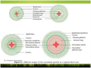 By Thanyamon Chaturavitkul
 