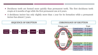  Deciduous teeth are formed more quickly than permanent teeth. The first deciduous teeth
erupts at 6 months of age while the first permanent one at 6 years.
 A deciduous incisor has only slightly more than 1 year for its formation while a permanent
incisor has almost 7 years.
Central
incisor
Lateral
Incisor
First
Molar
Canine
Second
Molar
SEQUENCE OF ERUPTION CHRONOLOGY OF ERUPTION
 