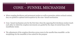 CONE – FUNNEL MECHANISM
 When erupting deciduous and permanent molars as well as premolars attain occlusal contact,
they are guided to optimal intercuspation by the cone- funnel mechanism.
 Cone- funnel mechanism acts for the first time when the opposing first deciduous molars touch
each other in which the eruption movements are guided by the slope of central fossa of the
mandibular molar.
 The adjustment of the eruption direction occurs more in the maxilla than mandible as the
morphology for the mandible is less suited for the purpose
 