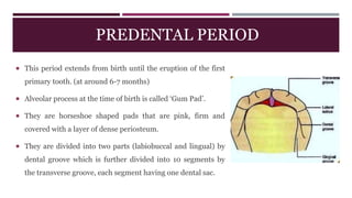 PREDENTAL PERIOD
 This period extends from birth until the eruption of the first
primary tooth. (at around 6-7 months)
 Alveolar process at the time of birth is called ‘Gum Pad’.
 They are horseshoe shaped pads that are pink, firm and
covered with a layer of dense periosteum.
 They are divided into two parts (labiobuccal and lingual) by
dental groove which is further divided into 10 segments by
the transverse groove, each segment having one dental sac.
 