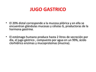 JUGO GASTRICO

• El 20% distal corresponde a la mucosa pilórica y en ella se
  encuentran glándulas mucosas y células G, productoras de la
  hormona gastrina.

• El estómago humano produce hasta 2 litros de secreción por
  día, el jugo gástrico , compuesto por agua en un 99%, ácido
  clorhídrico enzimas y mucoproteínas (mucina).
 