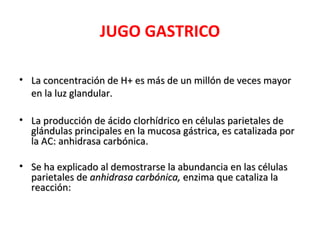 JUGO GASTRICO

• La concentración de H+ es más de un millón de veces mayor
  en la luz glandular.

• La producción de ácido clorhídrico en células parietales de
  glándulas principales en la mucosa gástrica, es catalizada por
  la AC: anhidrasa carbónica.

• Se ha explicado al demostrarse la abundancia en las células
  parietales de anhidrasa carbónica, enzima que cataliza la
  reacción:
 