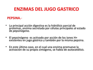 ENZIMAS DEL JUGO GASTRICO
 PEPSINA.-

• La principal acción digestiva es la hidrólisis parcial de
  proteínas, enzima secretada por células principales al estado
  de pepsinógeno.

• El pepsinógeno es activado por acción de los iones H+
  existentes en jugo gástrico y también por la misma pepsina.

• En este último caso, en el cual una enzima promueve la
  activación de su propio zimógeno, se habla de autocatálisis.
 