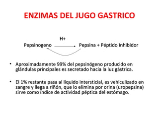 ENZIMAS DEL JUGO GASTRICO

                        H+
      Pepsinogeno                Pepsina + Péptido Inhibidor


• Aproximadamente 99% del pepsinógeno producido en
  glándulas principales es secretado hacia la luz gástrica.

• El 1% restante pasa al líquido intersticial, es vehiculizado en
  sangre y llega a riñón, que lo elimina por orina (uropepsina)
  sirve como índice de actividad péptica del estómago.
 