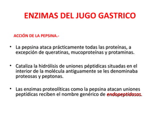 ENZIMAS DEL JUGO GASTRICO

 ACCIÓN DE LA PEPSINA.-

• La pepsina ataca prácticamente todas las proteínas, a
  excepción de queratinas, mucoproteínas y protaminas.

• Cataliza la hidrólisis de uniones péptidicas situadas en el
  interior de la molécula antiguamente se les denominaba
  proteosas y peptonas.

• Las enzimas proteolíticas como la pepsina atacan uniones
  peptídicas reciben el nombre genérico de endopeptidasas.
 