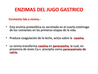 ENZIMAS DEL JUGO GASTRICO
  Fermento lab o renina.-

• Esta enzima proteolítica es secretada en el cuarto estómago
  de los rumiantes en las primeras etapas de la vida.

• Produce coagulación de la leche, actúa sobre la caseína.

• La renina transforma caseína en paracaseína, la cual, en
  presencia de iones Ca2+, precipita como paracaseinato de
  calcio.
 