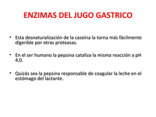 ENZIMAS DEL JUGO GASTRICO

• Esta desnaturalización de la caseína la torna más fácilmente
  digerible por otras proteasas.

• En el ser humano la pepsina cataliza la misma reacción a pH
  4,0.

• Quizás sea la pepsina responsable de coagular la leche en el
  estómago del lactante.
 