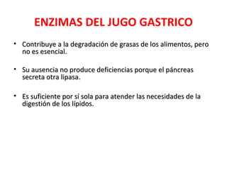 ENZIMAS DEL JUGO GASTRICO
• Contribuye a la degradación de grasas de los alimentos, pero
  no es esencial.

• Su ausencia no produce deficiencias porque el páncreas
  secreta otra lipasa.

• Es suficiente por sí sola para atender las necesidades de la
  digestión de los lípidos.
 