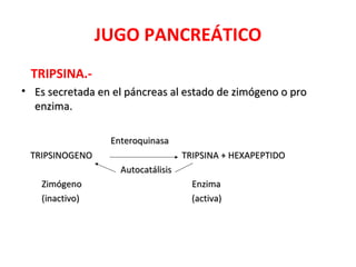 JUGO PANCREÁTICO
 TRIPSINA.-
• Es secretada en el páncreas al estado de zimógeno o pro
  enzima.

                  Enteroquinasa
 TRIPSINOGENO                       TRIPSINA + HEXAPEPTIDO
                    Autocatálisis
    Zimógeno                          Enzima
    (inactivo)                        (activa)
 