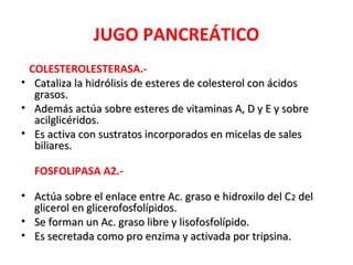 JUGO PANCREÁTICO
 COLESTEROLESTERASA.-
• Cataliza la hidrólisis de esteres de colesterol con ácidos
  grasos.
• Además actúa sobre esteres de vitaminas A, D y E y sobre
  acilglicéridos.
• Es activa con sustratos incorporados en micelas de sales
  biliares.

  FOSFOLIPASA A2.-

• Actúa sobre el enlace entre Ac. graso e hidroxilo del C2 del
  glicerol en glicerofosfolípidos.
• Se forman un Ac. graso libre y lisofosfolípido.
• Es secretada como pro enzima y activada por tripsina.
 