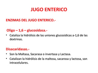 JUGO ENTERICO
ENZIMAS DEL JUGO ENTERICO.-

Oligo – 1,6 – glucosidasa.-
• Cataliza la hidrólisis de las uniones glucosidicas a-1,6 de las
  dextrinas.


Disacaridasas.-
• Son la Maltasa, Sacarasa o invertasa y Lactasa.
• Catalizan la hidrólisis de la maltosa, sacarosa y lactosa, son
  intracelulares.
 