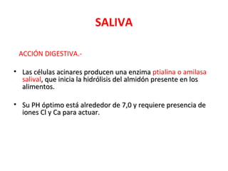 SALIVA

 ACCIÓN DIGESTIVA.-

• Las células acinares producen una enzima ptialina o amilasa
  salival, que inicia la hidrólisis del almidón presente en los
  alimentos.

• Su PH óptimo está alrededor de 7,0 y requiere presencia de
  iones Cl y Ca para actuar.
 