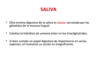 SALIVA
• Otra enzima digestiva de la saliva es lipasa, secretada por las
glándulas de la mucosa lingual.
• Cataliza la hidrólisis de uniones éster en los triacilglicéridos.
• Si bien cumple un papel digestivo de importancia en varias
especies, en humanos su acción es insignificante.
 
