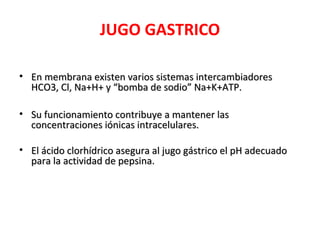 JUGO GASTRICO
• En membrana existen varios sistemas intercambiadoresEn membrana existen varios sistemas intercambiadores
HCO3, Cl, Na+H+ y “bomba de sodio” Na+K+ATP.HCO3, Cl, Na+H+ y “bomba de sodio” Na+K+ATP.
• Su funcionamiento contribuye a mantener lasSu funcionamiento contribuye a mantener las
concentraciones iónicas intracelulares.concentraciones iónicas intracelulares.
• El ácido clorhídrico asegura al jugo gástrico el pH adecuadoEl ácido clorhídrico asegura al jugo gástrico el pH adecuado
para la actividad de pepsina.para la actividad de pepsina.
 