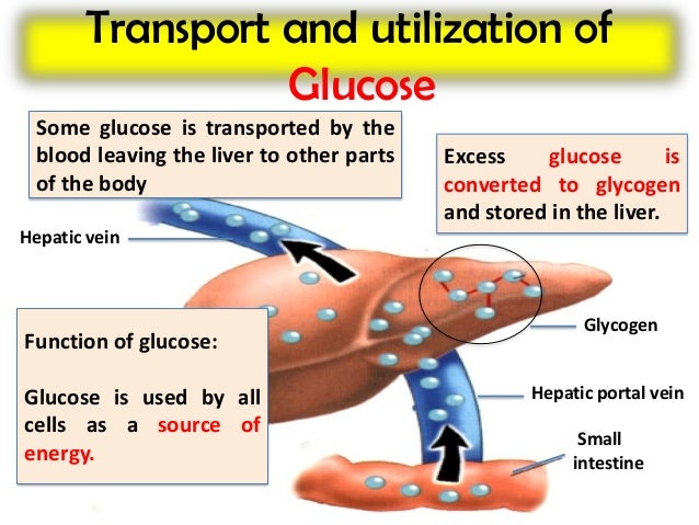 4 digestion ppt lesson 4